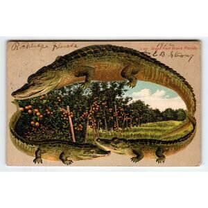 1912 Vintage Alligator Postcard from Grape Fruit Grove Florida Embossed Antique